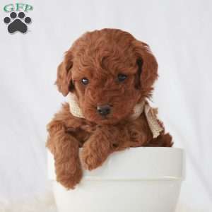 Maverick, Toy Poodle Puppy